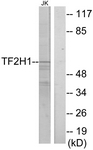 C10539-1 - GTF2H1 / BTF2
