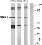 C10545-1 - GPRK5