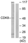 C10643-1 - CDK8