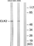 C10652-1 - CLK2