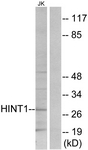 C10655-1 - HINT1