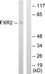C10675-1 - FXR2