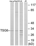 C10812-1 - TNFAIP6
