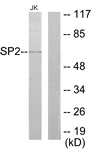 C10844-1 - SP2