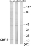 C11013-1 - CBFB