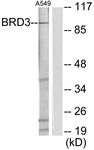 C11064-1 - BRD3