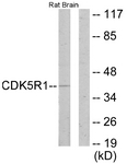 C11065-1 - CDK5R1