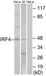 C11070-1 - IRF4