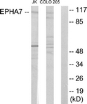 C11078-1 - EPHA7