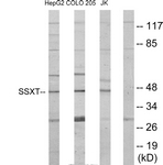 C11081-1 - SS18