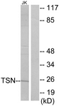 C11090-1 - Translin (TSN)