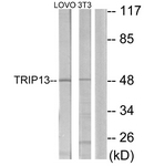 C11092-1 - TRIP13