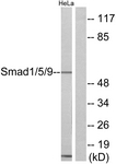 C11110-1 - SMAD1