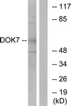 C11148-1 - DOK7