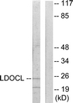 C11219-1 - LDOC1L