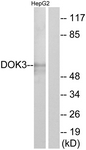 C11252-1 - DOK3