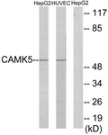C11363-1 - CAMKV