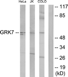 C11400-1 - GRK7