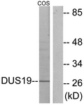 C11401-1 - DUSP19