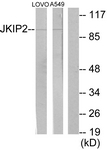 C11472-1 - JAKMIP2