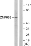 C11507-1 - ZNF668