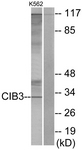 C11530-1 - CIB3