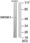 C11615-1 - MKNK1