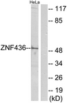 C11660-1 - ZNF436