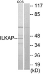 C11670-1 - ILKAP