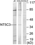 C11674-1 - NT5C3