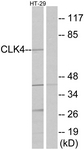 C11717-1 - CLK4
