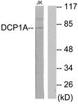 C11740-1 - DCP1A