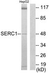 C11754-1 - SERINC1