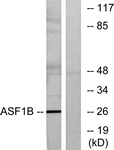 C11765-1 - ASF1B