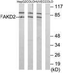C11785-1 - FASTKD2