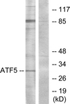 C11931-1 - ATF5