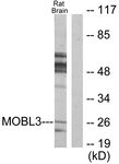 C11946-1 - MOBKL3