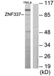 C11951-1 - ZNF337
