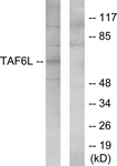 C11986-1 - TAF6L