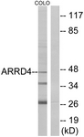 C12062-1 - ARRDC4