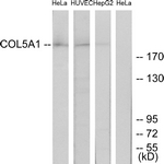 C12201-1 - Collagen type V