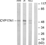 C12247-1 - CYP17A1