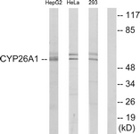 C12254-1 - CYP26A1