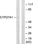 C12257-1 - CYP27A1