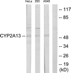 C12260-1 - CYP2A13