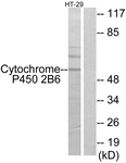 C12261-1 - CYP2B6