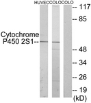 C12271-1 - CYP2S1