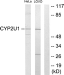 C12272-1 - CYP2U1