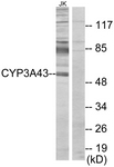 C12274-1 - CYP3A43