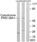 C12275-1 - CYP39A1